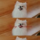 디어도그 | 응암동 디어도그 애견호텔 만족스런 후기