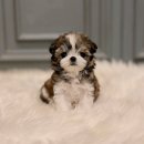 수원고양이분양 고사남 본점 | 은평말티츄분양 신중하게 알아본 후기 행복한 만남