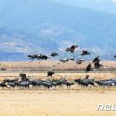 순천만둥지 이미지