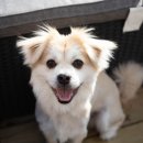 24시분당리더스동물의료원 이미지