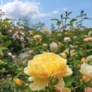 어린이 동시작가 이미지