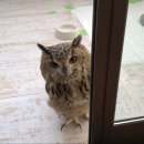 부엉이 PC방 이미지