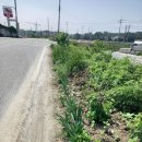 주유소꽃길 이미지