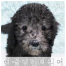 양이양 멍이군 이미지