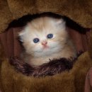 라임레이디 이미지