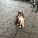 개네집 고양이 | [6월 일상] 오랜만에 쓰는 블로그