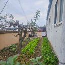 장독옛날손짜장 이미지