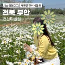 마실길 | 부안 변산 마실길 샤스타데이지 5월 후기 (생고생과 꿀팁을 곁들인)