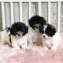 타이니켄넬 이미지