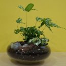 나만의세상 테라리움 만들기 이미지