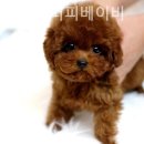 강아지분양 퍼피베이비 이미지