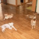 그놈의 닭 이미지