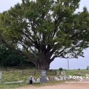 고센 펜션 | [반려견 동반 섬여행] 볼음도