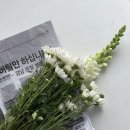 연세꽃방