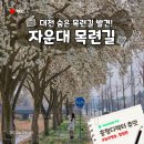 국군대전병원 | 대전 4월 봄꽃 구경 가볼만한 곳 자운대 목련길