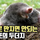 인간에게 미움받는 땅 속 일꾼 '두더지' 이야기 몰상식 구독자 26.8만명 이미지