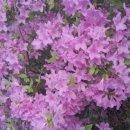 금성빌라상가 이미지