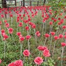 천장호 출렁다리 이미지