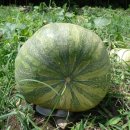 제일농산 이미지