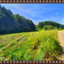 산천초목민박 이미지