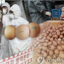 금란마트 이미지