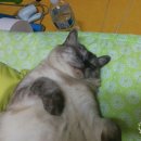 하나동물병원 이미지