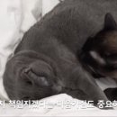 반려동물병원 이미지