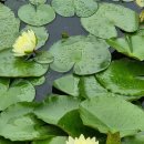 카페수련 이미지