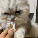 펫츄츄 이미지