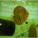 디스커스코리아 이미지