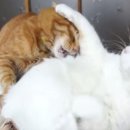 알콩달콩 이미지