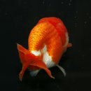 홍백농장 이미지