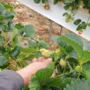 기형농장 이미지