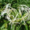 문주란 자생지 이미지