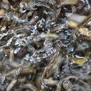 민물건강원 이미지