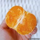 고현리 높은베리 영농조합법인 | 제주도에서 직접키워 배송오는 신뢰도 높은 제주땡큐베리팜 천혜향