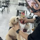 세종애견미용 이미지