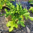 청오농장 이미지