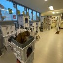 모여봐요 고양이 카페 이미지