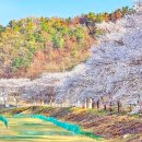 오지보건진료소 | 이번 주말 데이트는 여기로! 걷기만 해도 설레는 5km 벚꽃길 (축제 정보 포함)
