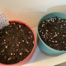 산바래기농장 | [꼬야야의 소소하울] 다이소에서 봄을 맞이해보자 (2021 봄맞이 다이소 하울)