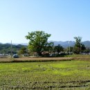 장덕리은행나무 이미지