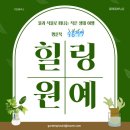 나만의 작은 정원 수경재배 힐링원예 | 행운목 수경정원 - 행운목과 수생식물로 떠나는 여름 힐링원예