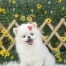 댕이발소 이미지