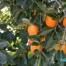 이승준농장 이미지