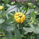 들꽃마을 이미지