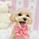 아멍띠에 이미지