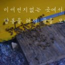 강원도흑염소 이미지