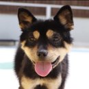 깜순이농장 이미지