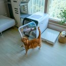 비단펫 | 고양이 드라이룸 퐁고 후기 강아지 애견 펫 드라이기